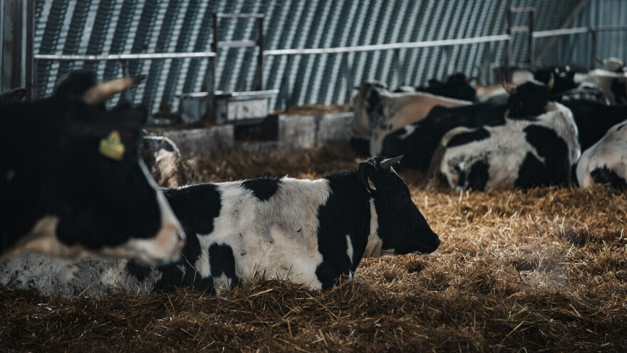 Ubijeno više od 100 krava u ruskom napadu dronovima na ukrajinsku farmu