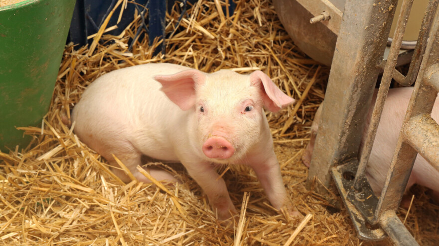 Prasići do 400 din/kg, cena jagnjadi do 520 din/kg