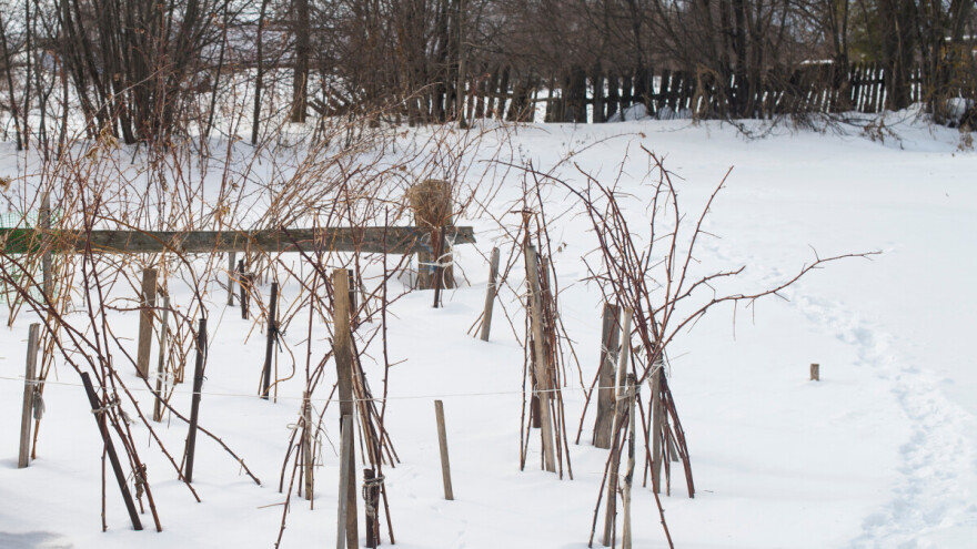 U jesenjoj zaštiti maline, proizvođači najviše vjeruju jednom preparatu