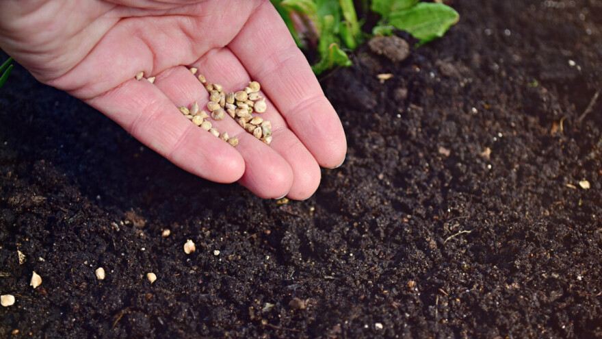Jesenja setva spanaća: Čekati ili početi odmah?