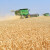 Objavljena treća prognoza za prinos žitarica i uljarica u Europi