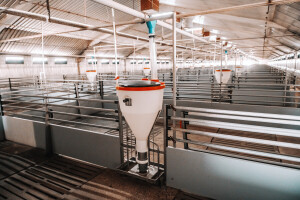 Bankrotirala mega farma svinja - investitori izgubili gotovo 80 milijuna eura