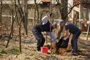 Jesenja ili proljetna sadnja voćaka: Koja je bolja u našim klimatskim uslovima?