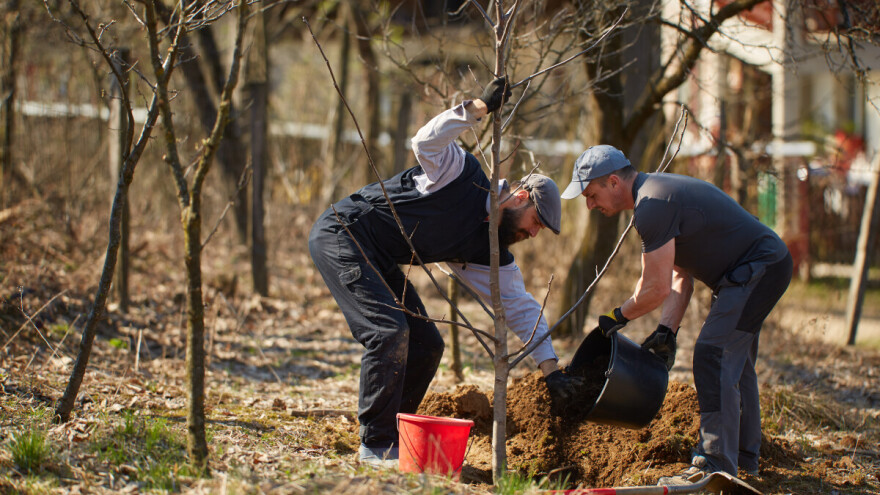 Jesenja ili proljetna sadnja voćaka: Koja je bolja u našim klimatskim uslovima?