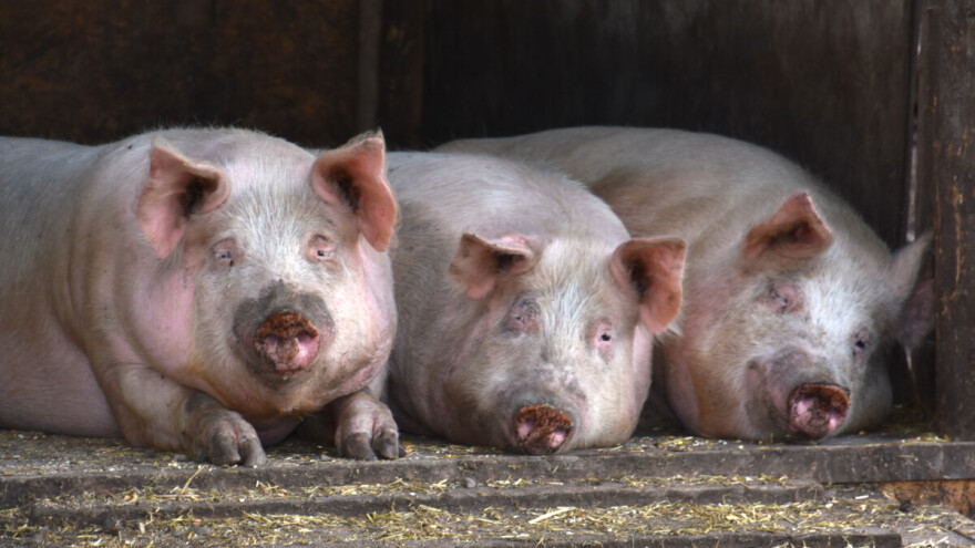 Širi se afrička svinjska kuga u dve evropske zemlje