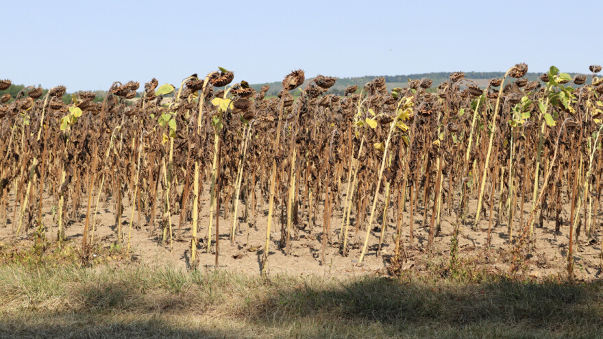 Jaka letnja suša: Ekstremna pojava ili nova normalnost u Srbiji?