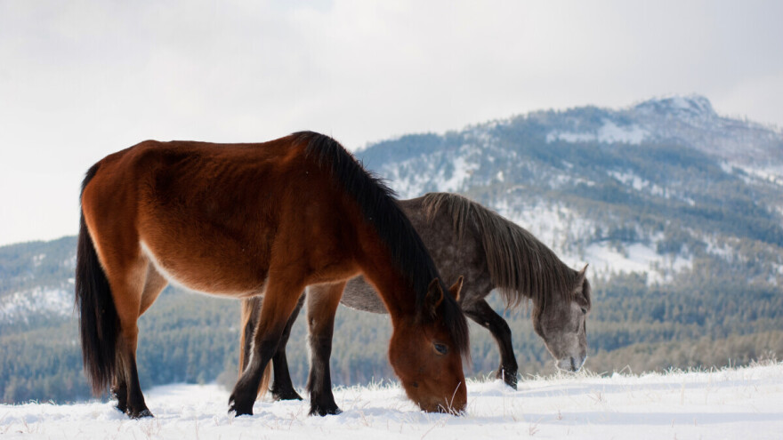 Iako snijeg sam po sebi nije štetan za konje, može donijeti određene rizike
