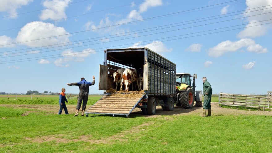 Još jedan grad objavio poziv za dodjelu 16 steonih junica