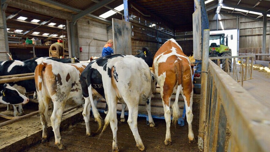 Zbog slinavke i šapa Mađarska zabranila uvoz određenih životinja i proizvoda iz pet zemalja EU