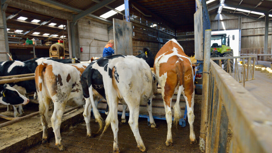 Zbog slinavke i šapa Mađarska zabranila uvoz određenih životinja i proizvoda iz pet zemalja EU