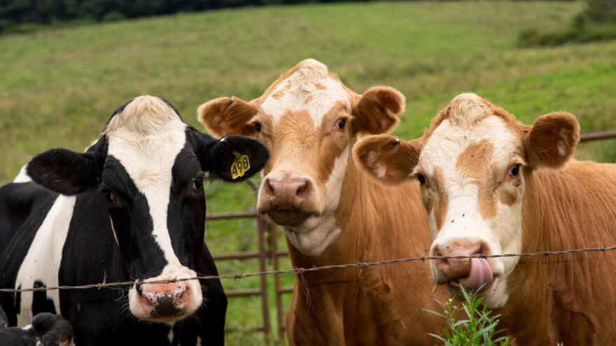 U Dalmaciji 109 životinja zaraženo bedrenicom