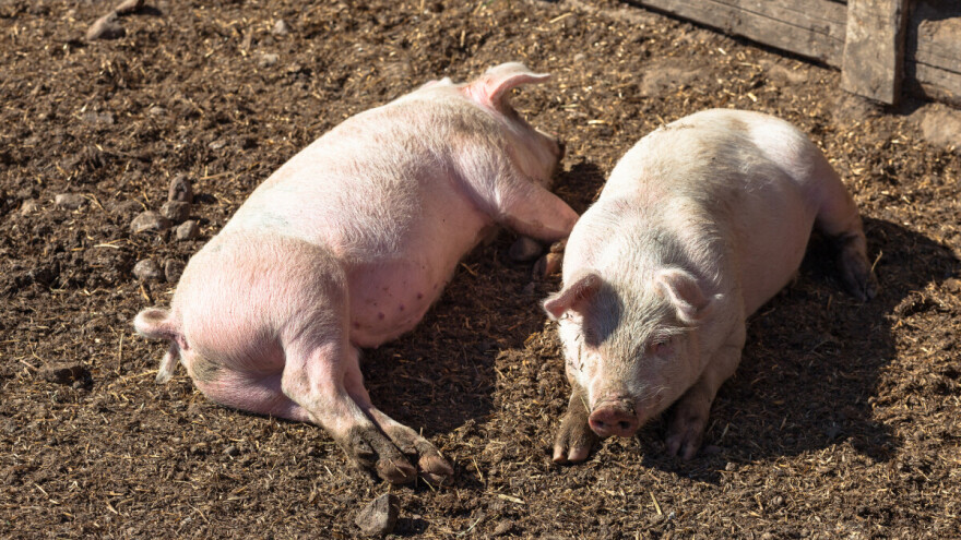 Novi slučaj afričke kuge svinja registrovan u Salašu Noćajskom
