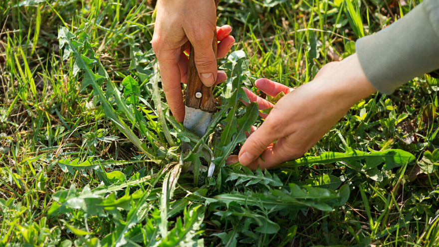 Kada je najbolje brati listove maslačka?