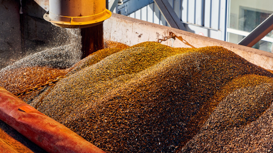 Cene suncokreta i kukuruza u padu, pšenice u blagom porastu