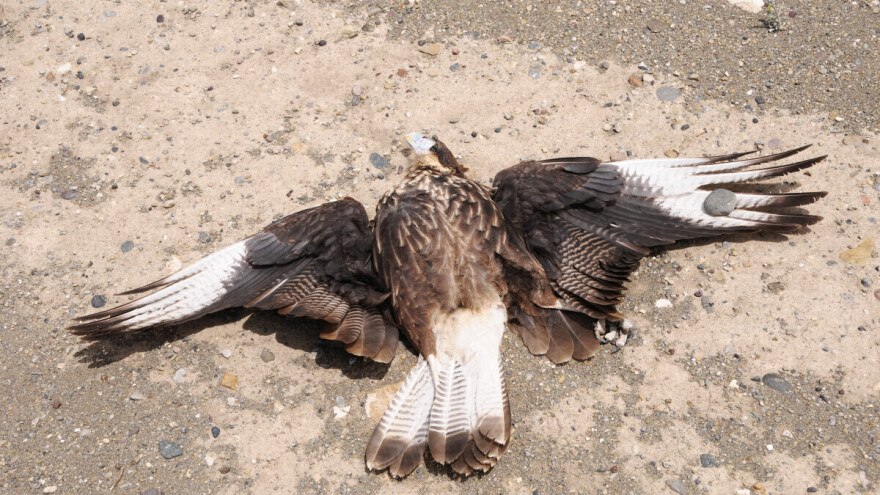 Francuska: Lovac ubio strogo zaštićenog orla - kažnjen sa 100.000 evra