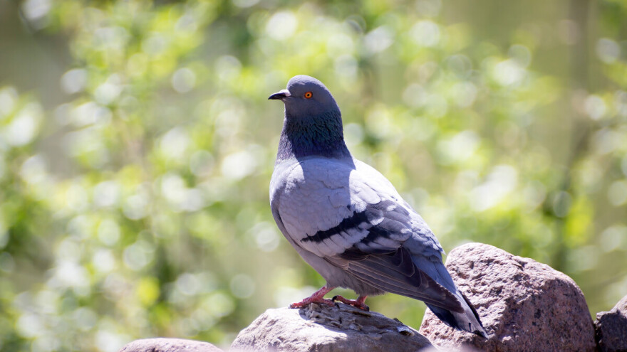 Simboli i vjerovanja: Zašto je golub vječiti pratilac čovjeka?