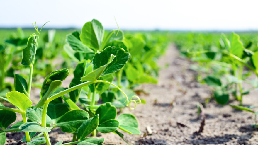 Evo osam ključnih koraka za setvu ozimog stočnog graška