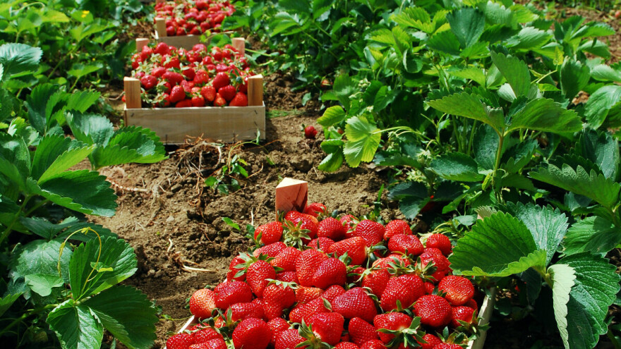 TOP 10 proizvođača jagoda