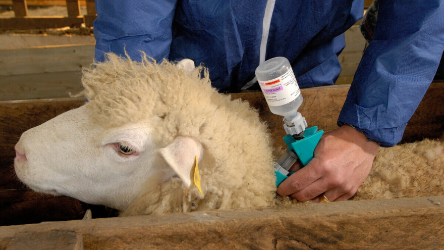 Odobrene dve vakcine protiv bolesti plavog jezika