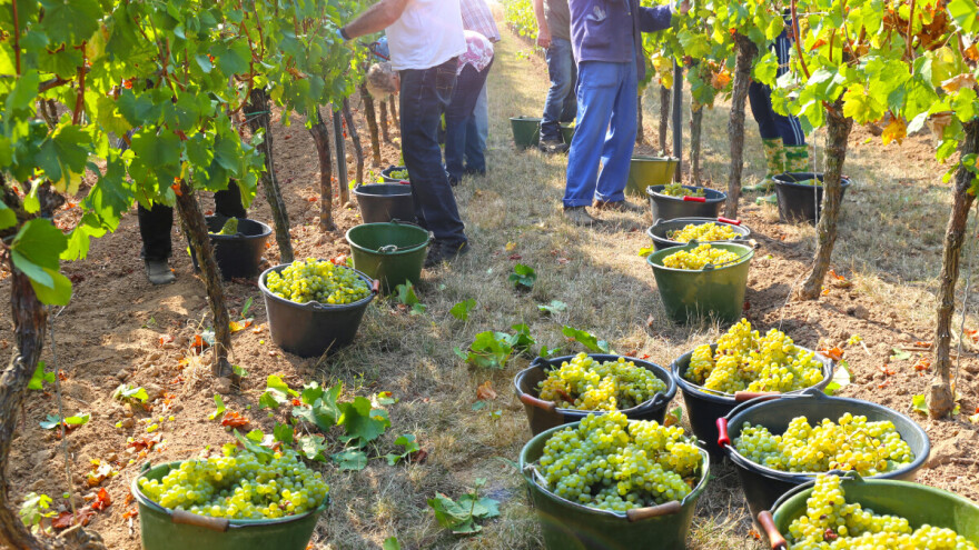 Nikad ranija berba bijelog grožđa: "Čini se da ćemo biti nova mediteranska regija"