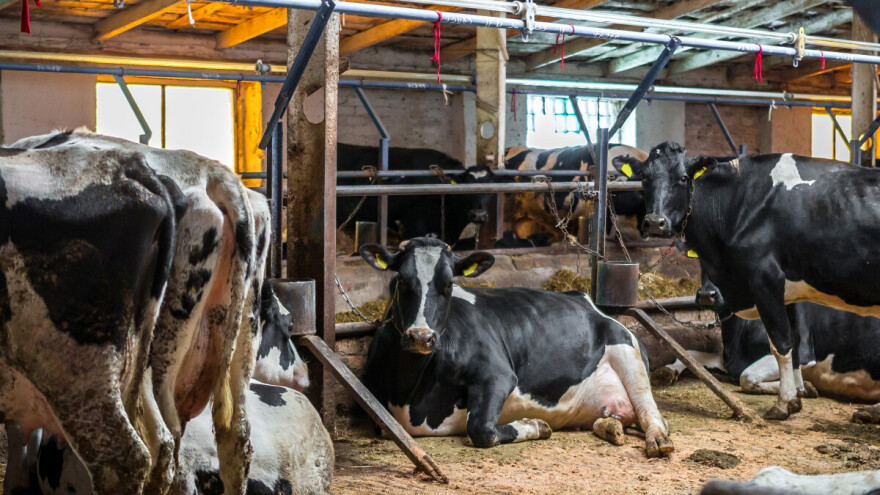 Mađarska i Slovačka prijavile nove slučajeve slinavke i šapa