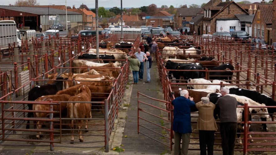 Od oranica do štala: Telad jeftinija u otkupu, pšenica skuplja nego u direktnoj prodaji