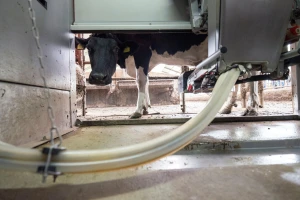 Hakeri upali u sustav švicarskog farmera, posljedica mrtva krava i tele