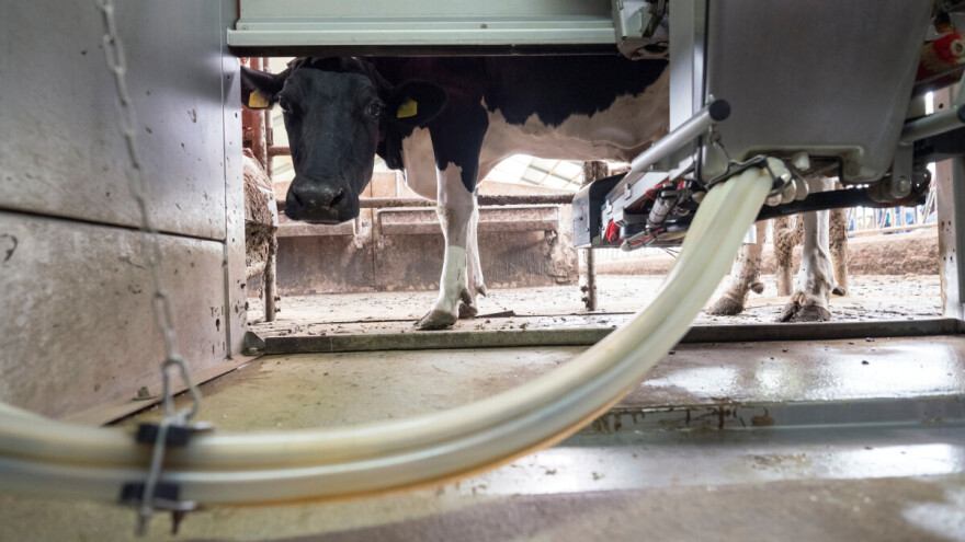 Hakeri upali u sistem švicarskog farmera, posljedica mrtva krava i tele!