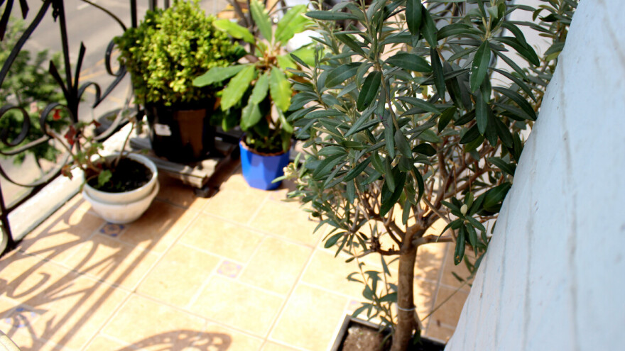 Treba li preko zime unijeti maslinu, citruse, petuniju... u zatvoren prostor