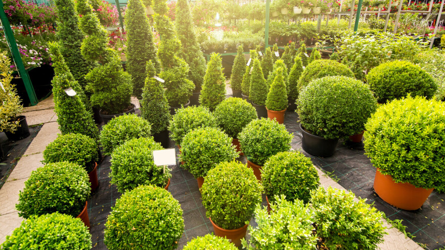 Šimšir u 100 oblika