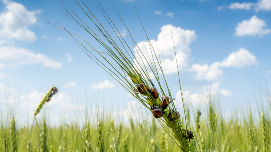 Biljni štetnici godišnje unište do 40 posto svjetskih usjeva