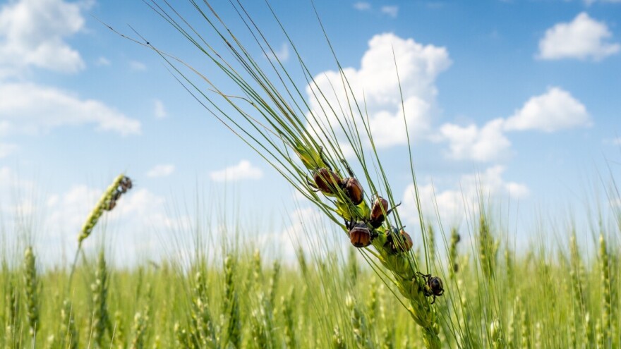 Biljne štetočine godišnje unište do 40% svjetskih usjeva