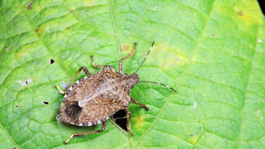 Ne donose novac i nije ih nitko bacio iz aviona: Kako se boriti sa smrdljivim martinima?