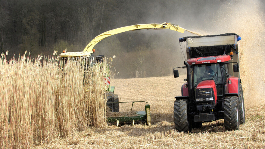 Kako miskantus može pomoći kod poplava? Evo prednosti i mana slonove trave