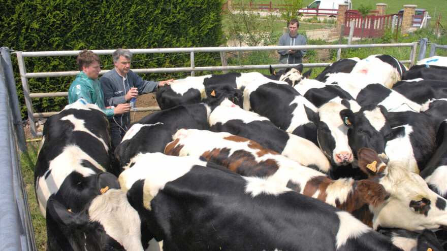 Virus plavog jezika širi se Francuskom i Nizozemskom, Kina stopirala uvoz preživara