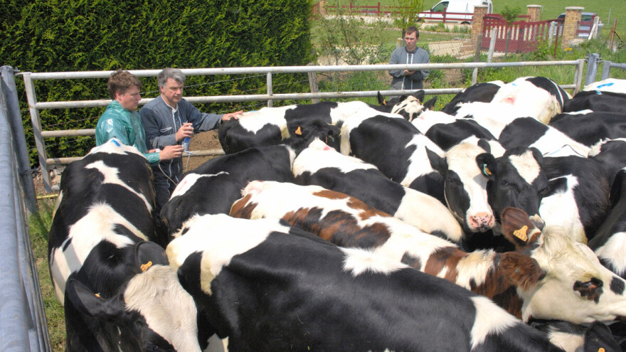 Virus plavog jezika širi se Francuskom i Nizozemskom, Kina stopirala uvoz preživača