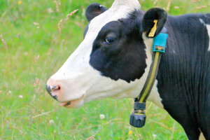 Čemu služi pametni daljinski upravljač za krave?