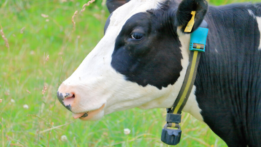 Čemu služi pametni daljinski upravljač za krave?