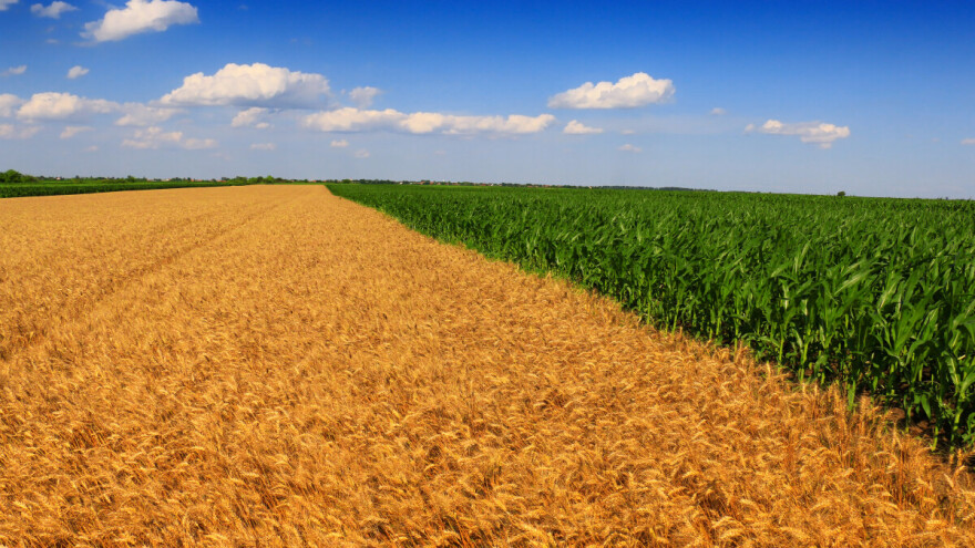 Rastu cene pšenice - prati li ih kukuruz?