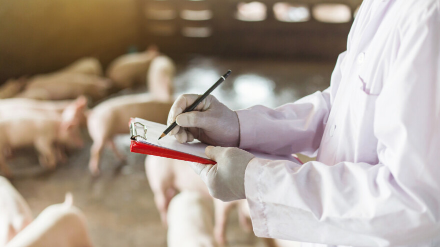 Svinjci će zbog afričke svinjske kuge biti prazni i duže od 365 dana?