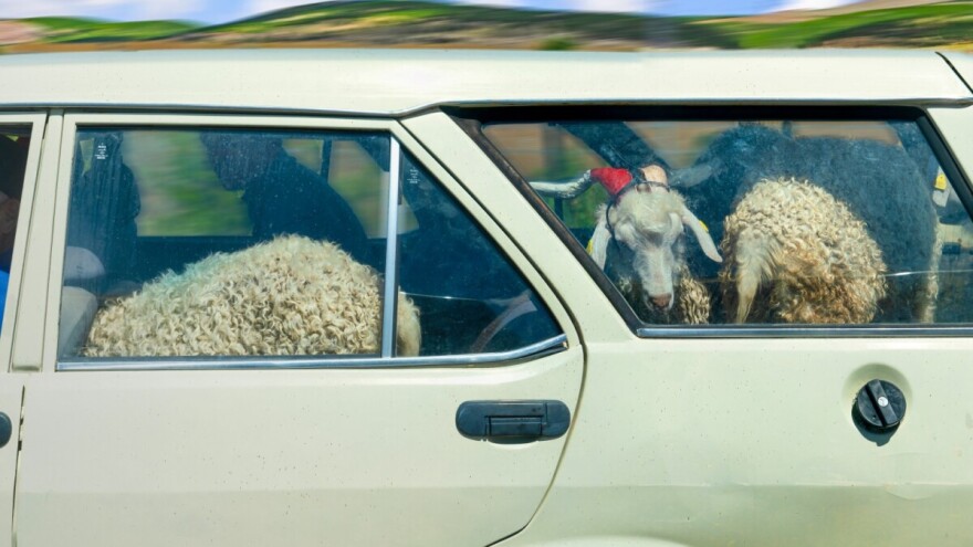 Serijski kradljivac ovaca ide pred sudiju: Domaćine ojadio za 16 grla