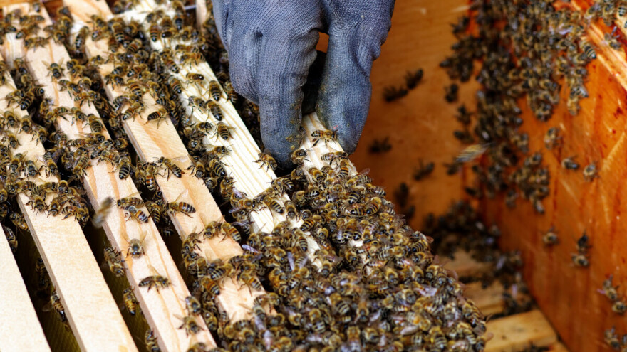 Opasno, ali profitabilno? Evo šta pčelari moraju znati o pčelinjem otrovu