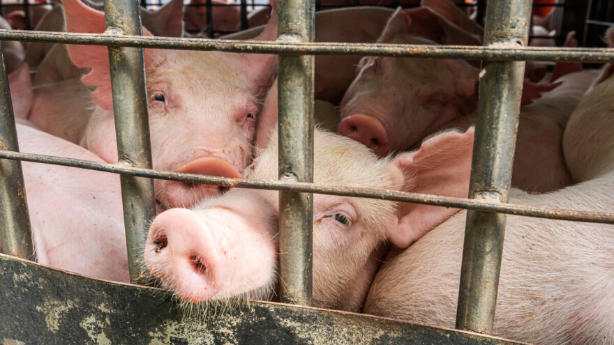 U pojedinim regionima rasle cene teladi i prasadi - koliko su iznosile?