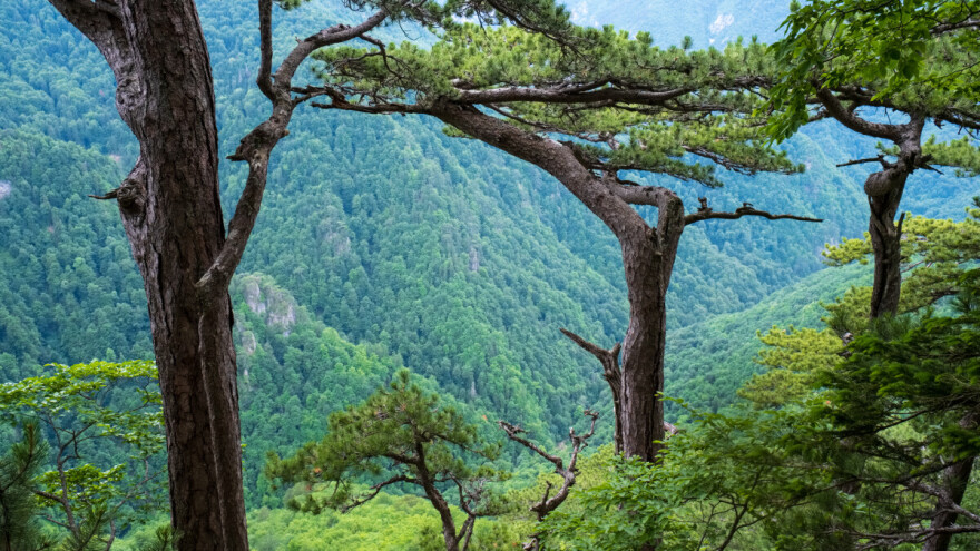 Znate li koliko prašuma ima u BiH?