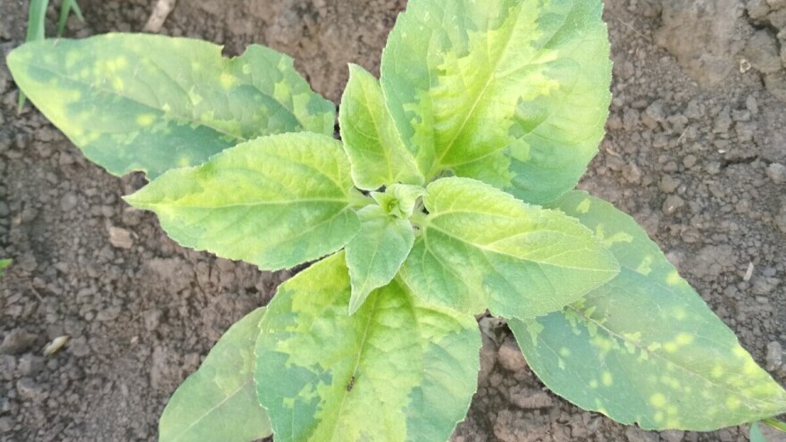 Gajenje otpornih hibrida najvažnija mjera zaštite od plamenjače suncokreta