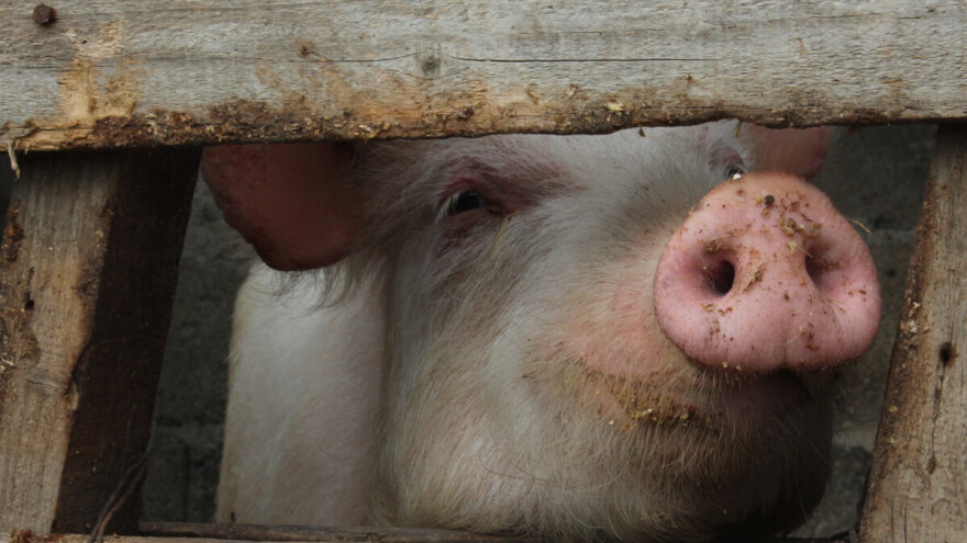 Zbog afričke kuge svinja odloženi "BogatFest 2025" i konjičke trke u Bogatiću