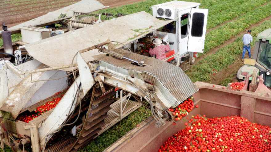 Španjolska, Italija i Francuska proizvele više od polovice povrća u EU