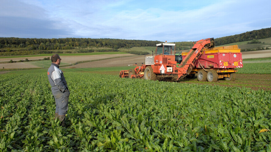 Cikade zadale težak udarac nemačkoj industriji šećera, bakterijske zaraze opustošile useve