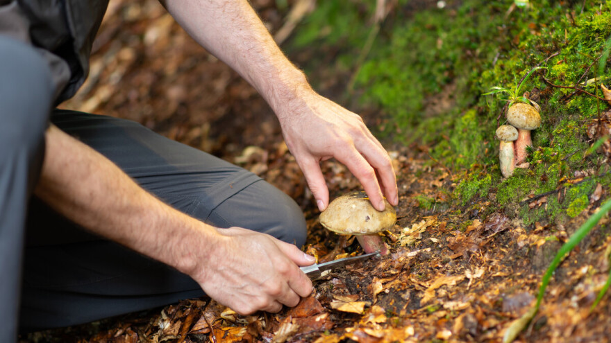 HGSS nakon niza potraga uputio apel: Berači gljiva, pazite na svoju sigurnost!
