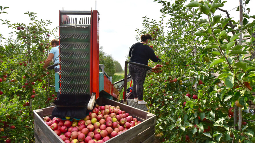 Berba voća - kada i kako?